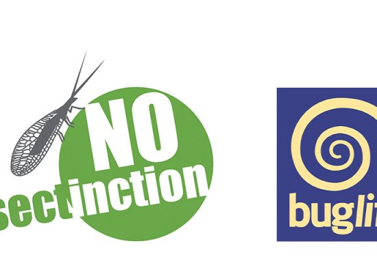 Buglife Noinsectinction Campaign